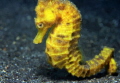   Common Seahorse  